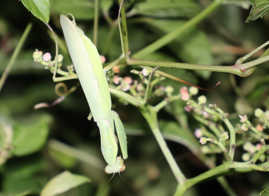 ヤブカラシ_ハラビロカマキリ♀ 2021年8月18日 19時45分頃 気温26度